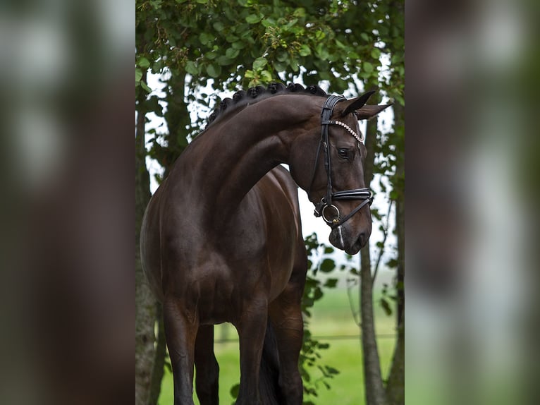 Duński koń gorącokrwisty Klacz 7 lat 172 cm Ciemnogniada in Kamperland