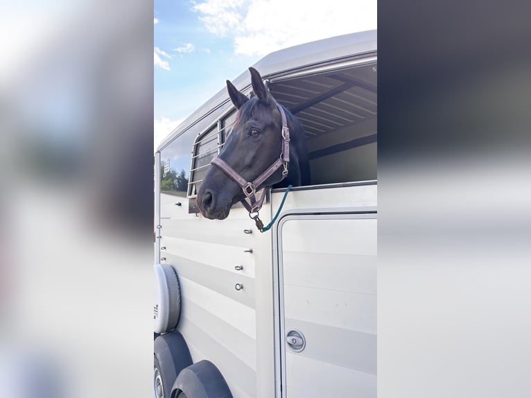 Duński koń gorącokrwisty Klacz 8 lat 170 cm Kara in Lahr/Schwarzwald
