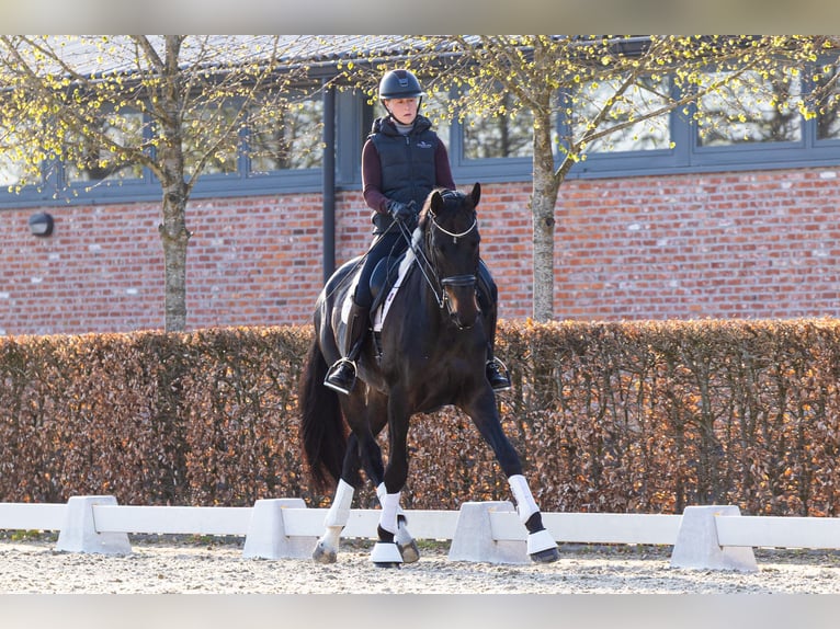 Duński koń gorącokrwisty Klacz 8 lat 175 cm Ciemnogniada in Kalmthout