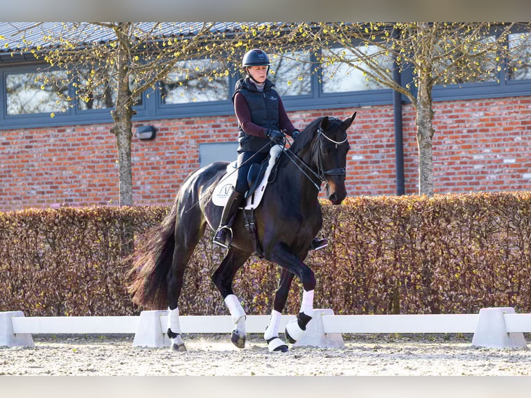 Duński koń gorącokrwisty Klacz 8 lat 175 cm Ciemnogniada in Kalmthout