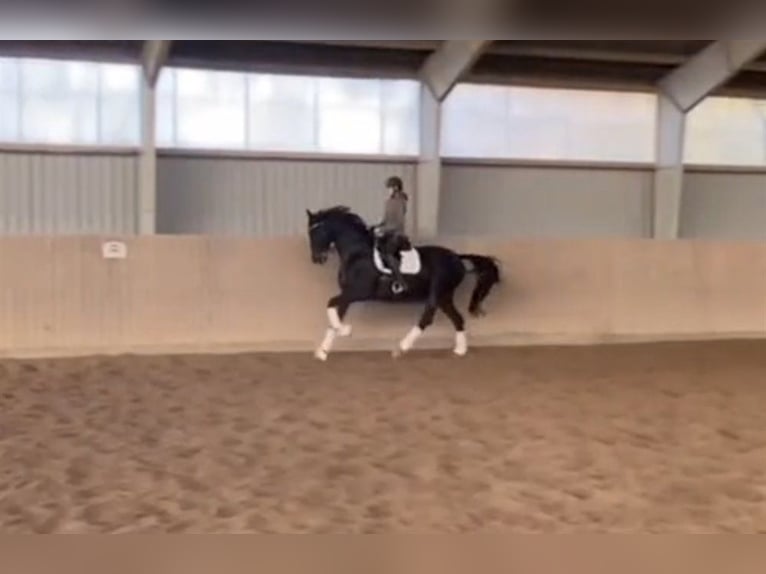 Duński koń gorącokrwisty Klacz 9 lat 174 cm Ciemnogniada in Odense