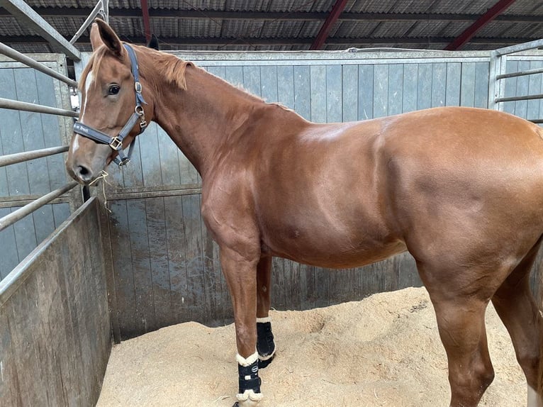 Duński koń gorącokrwisty Klacz 9 lat 175 cm Gniada in Gjern