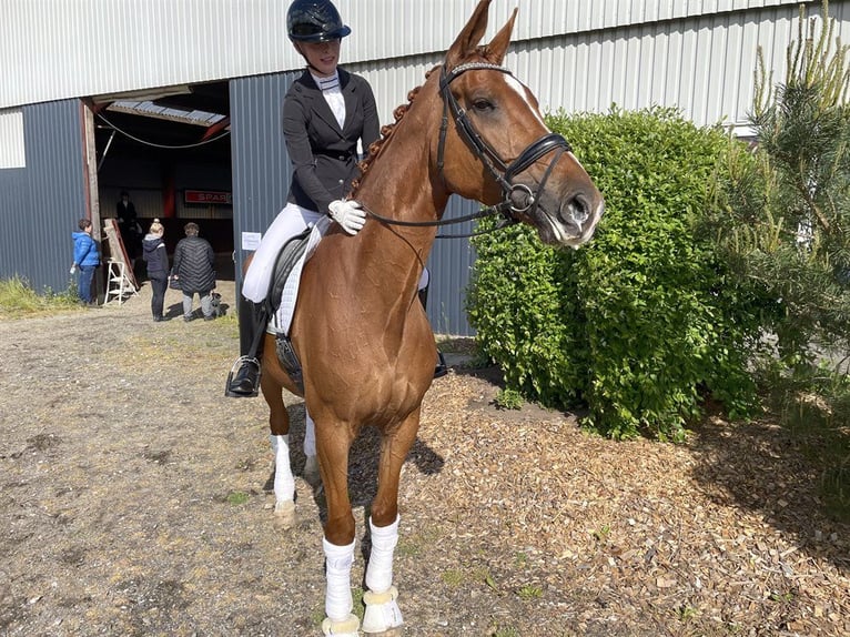Duński koń gorącokrwisty Klacz 9 lat 175 cm Gniada in Gjern