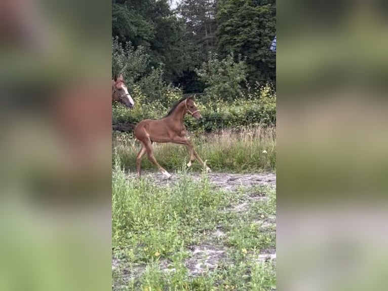 Duński koń gorącokrwisty Klacz Źrebak (06/2024) 170 cm Gniada in Randers SV