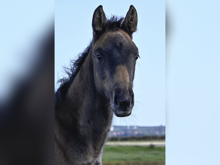 Duński koń gorącokrwisty Klacz Źrebak (06/2025) Siwa in Bredebro Duński koń gorącokrwisty Klacz Źrebak (06/2025) Siwa in Bredebro