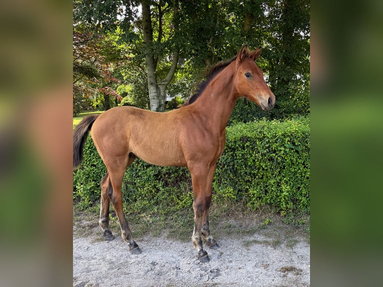 Duński koń gorącokrwisty Ogier 1 Rok 170 cm Gniada in Rømø