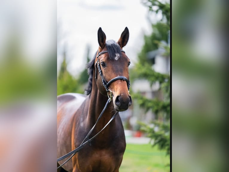 Duński koń gorącokrwisty Ogier 6 lat 169 cm Szampańska in Berlin