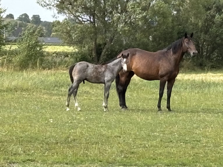 Duński koń gorącokrwisty Ogier Źrebak (04/2026) 170 cm Siwa in Aabenraa