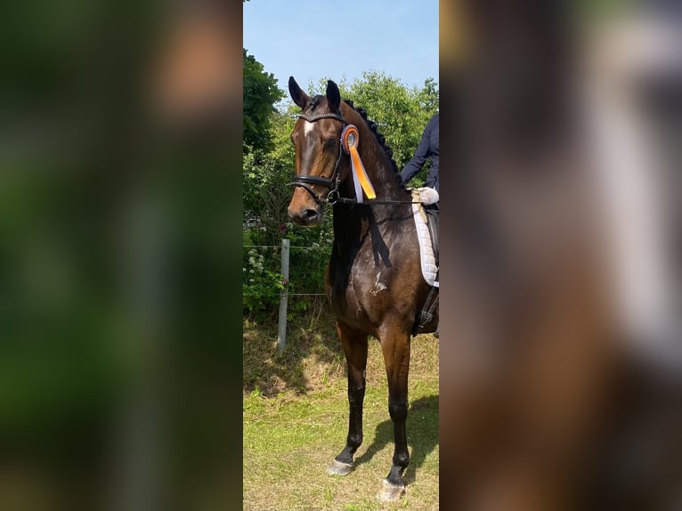 Duński koń gorącokrwisty Wałach 10 lat 170 cm Gniada in Süderlügum