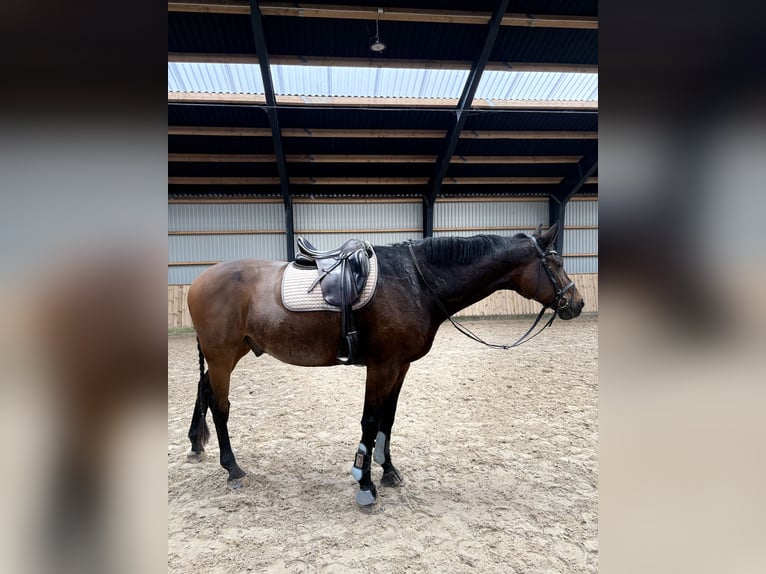 Duński koń gorącokrwisty Wałach 10 lat 180 cm Jasnogniada in Aallborg