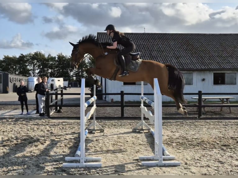 Duński koń gorącokrwisty Wałach 11 lat 167 cm Gniada in Ølgod
