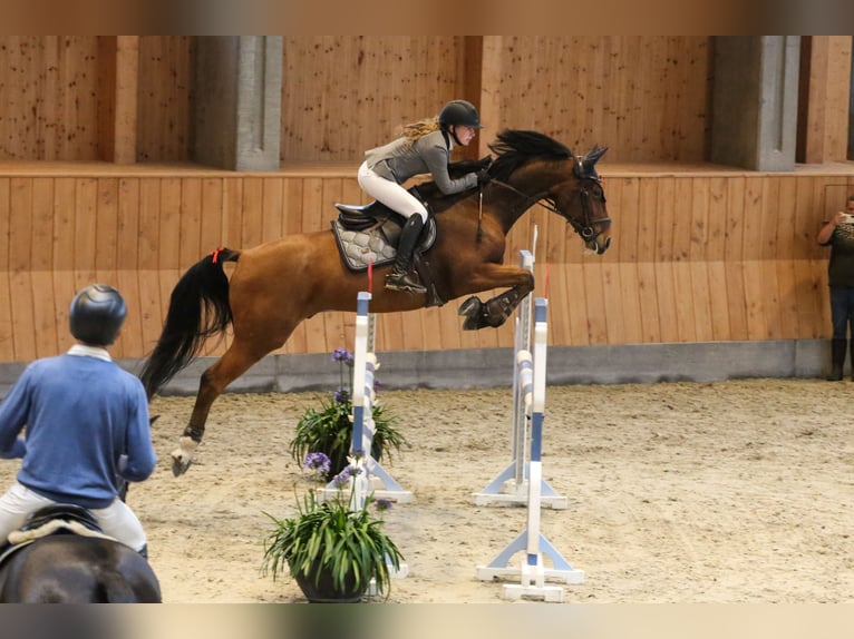 Duński koń gorącokrwisty Wałach 11 lat 167 cm Gniada in Ølgod