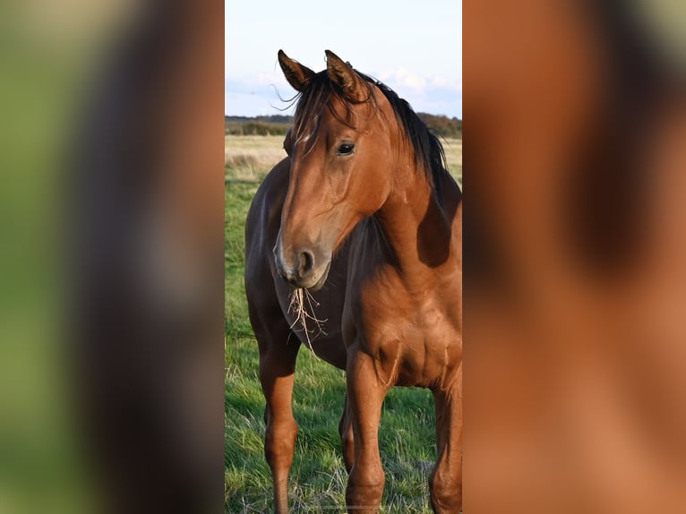 Duński koń gorącokrwisty Wałach 2 lat 168 cm Gniada in Bredebro