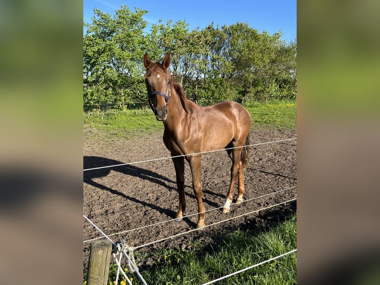 Duński koń gorącokrwisty Wałach 2 lat 170 cm Ciemnokasztanowata in Hj&#xF8;rring
