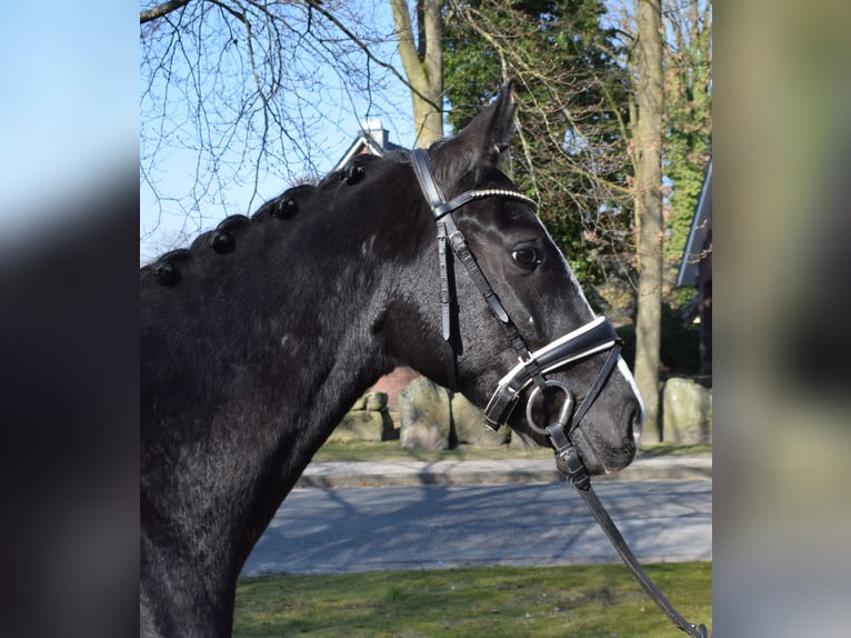 Duński koń gorącokrwisty Wałach 3 lat 163 cm Kara in Fredenbeck