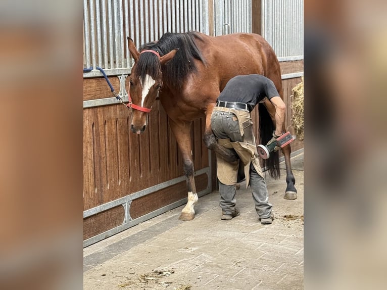 Duński koń gorącokrwisty Wałach 5 lat 155 cm Gniada in Achstetten