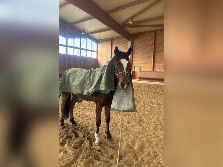 Duński koń gorącokrwisty Wałach 5 lat 155 cm Gniada in Achstetten