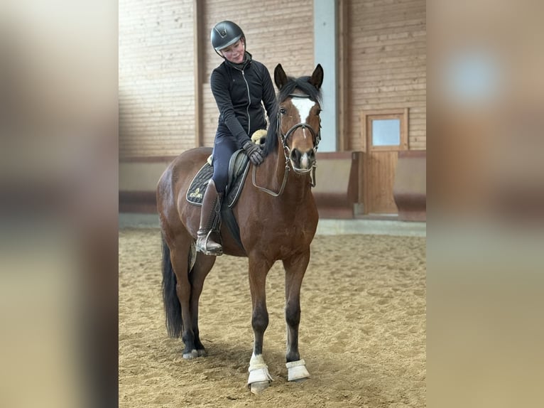 Duński koń gorącokrwisty Wałach 5 lat 155 cm Gniada in Achstetten