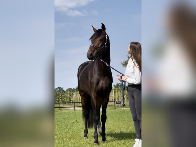 Duński koń gorącokrwisty Wałach 5 lat 168 cm Gniada in Oud Gastel