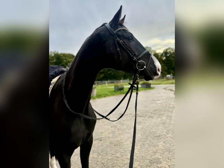 Duński koń gorącokrwisty Wałach 5 lat 169 cm Kara in Gückingen