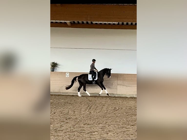 Duński koń gorącokrwisty Wałach 5 lat 169 cm Kara in Gückingen