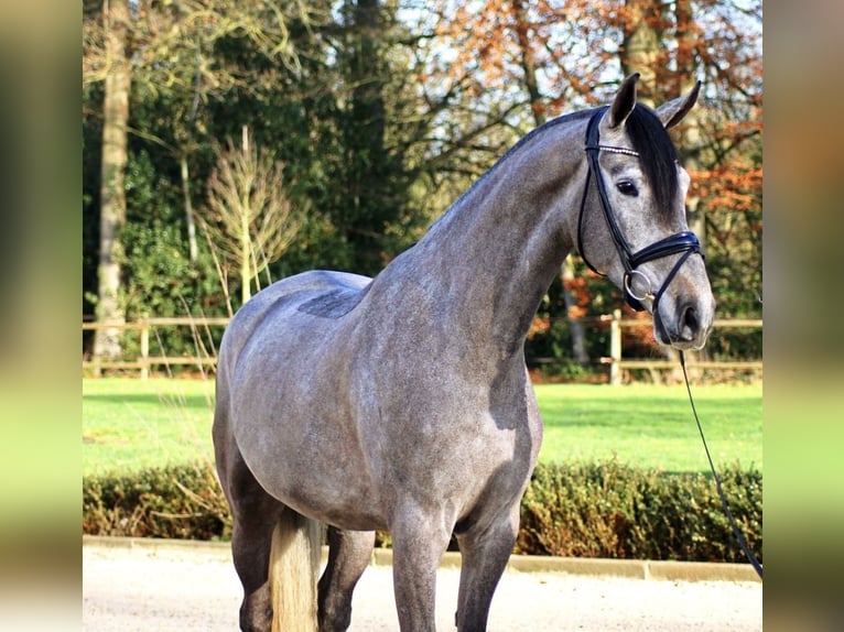 Duński koń gorącokrwisty Wałach 5 lat 175 cm Siwa in Lienen