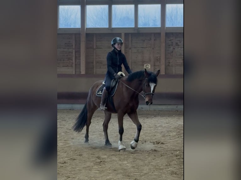 Duński koń gorącokrwisty Wałach 6 lat 155 cm Gniada in Achstetten