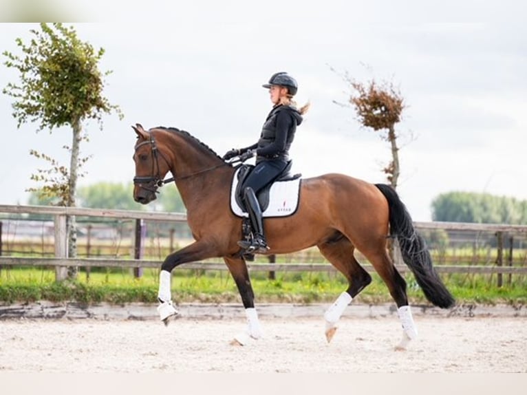 Duński koń gorącokrwisty Wałach 6 lat 170 cm Gniada in Nieuw-Vennep