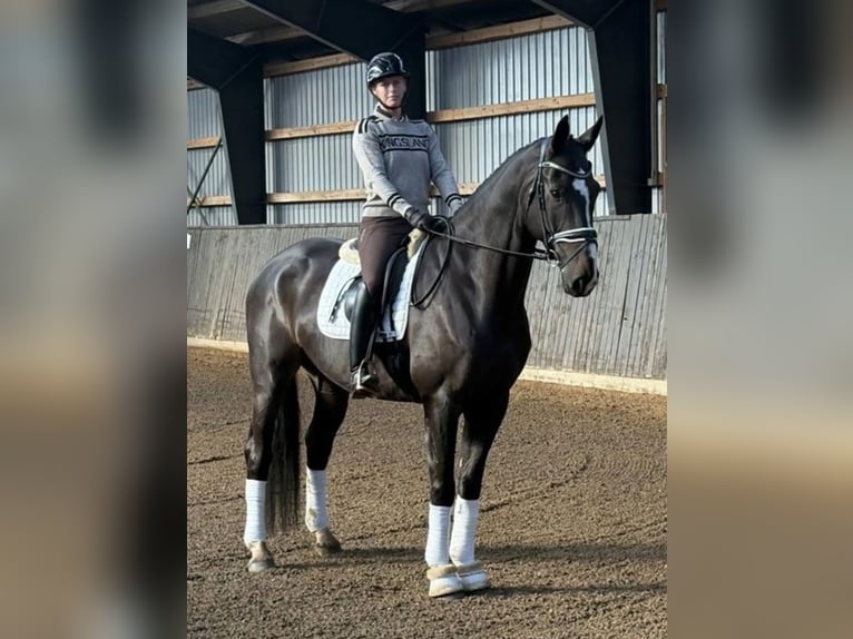 Duński koń gorącokrwisty Wałach 6 lat 170 cm Kara in B&#xF8;rkop