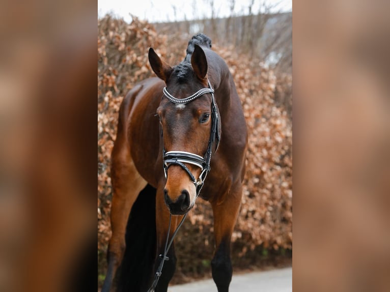 Duński koń gorącokrwisty Wałach 6 lat 172 cm Gniada in Mohrkirch