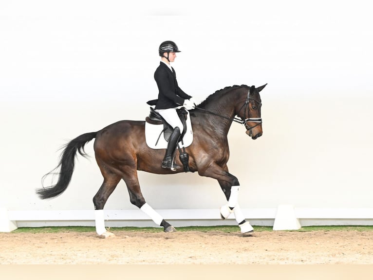 Duński koń gorącokrwisty Wałach 6 lat 172 cm Gniada in Saerbeck