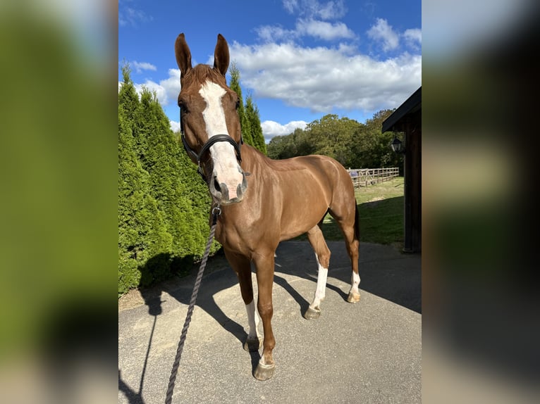 Duński koń gorącokrwisty Wałach 6 lat 179 cm Ciemnokasztanowata in Hörby