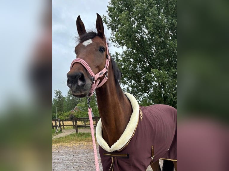 Duński koń gorącokrwisty Wałach 7 lat 170 cm Ciemnogniada in Genk