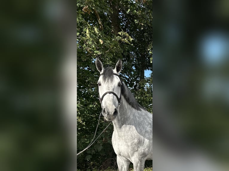 Duński koń gorącokrwisty Wałach 7 lat 174 cm Siwa jabłkowita in Meldorf