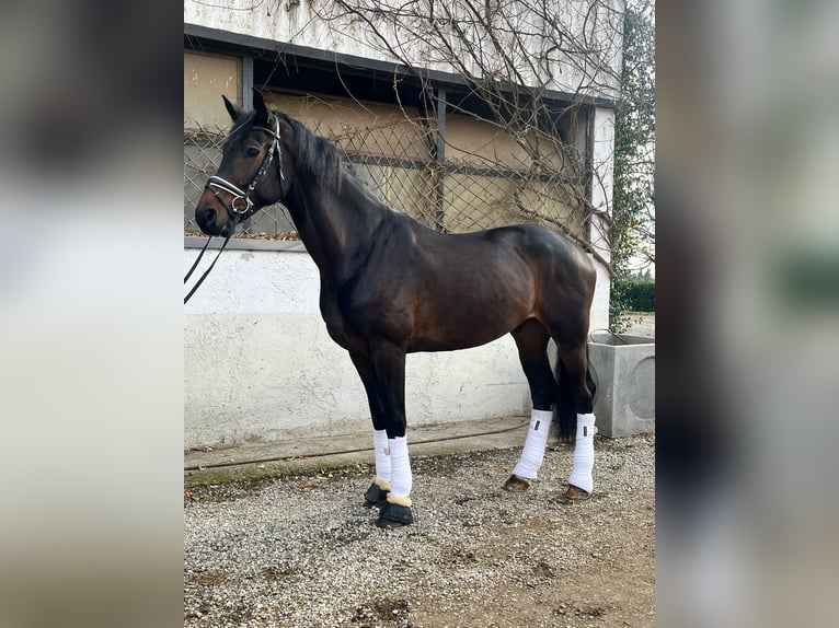 Duński koń gorącokrwisty Wałach 7 lat 175 cm Ciemnogniada in Bedizzole