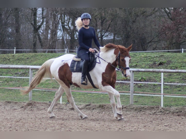 Duński koń gorącokrwisty Mix Wałach 8 lat 162 cm Srokata in Niederlangen