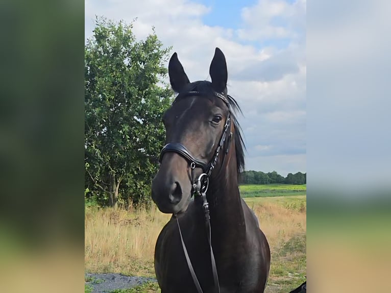 Duński koń gorącokrwisty Wałach 9 lat 162 cm Ciemnogniada in Meppen