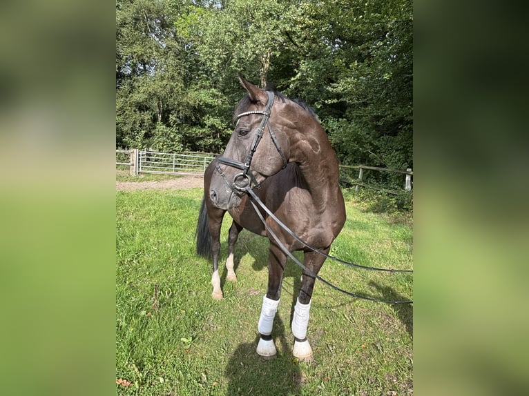 Duński koń gorącokrwisty Wałach 9 lat 167 cm Kara in Norderstedt