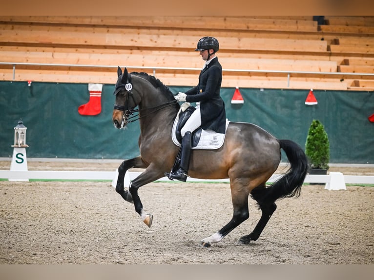 Duński koń gorącokrwisty Wałach 15 lat 170 cm Gniada in Dielsdorf