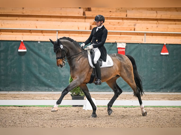 Duński koń gorącokrwisty Wałach 16 lat 170 cm Gniada in Dielsdorf