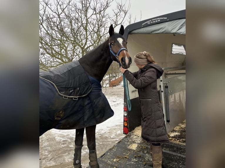 Duński koń gorącokrwisty Wałach 4 lat 174 cm Ciemnogniada in Aarhus