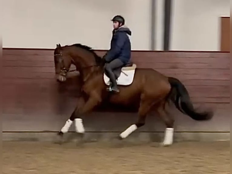 Duński koń gorącokrwisty Wałach 6 lat 175 cm Gniada in Middelfart