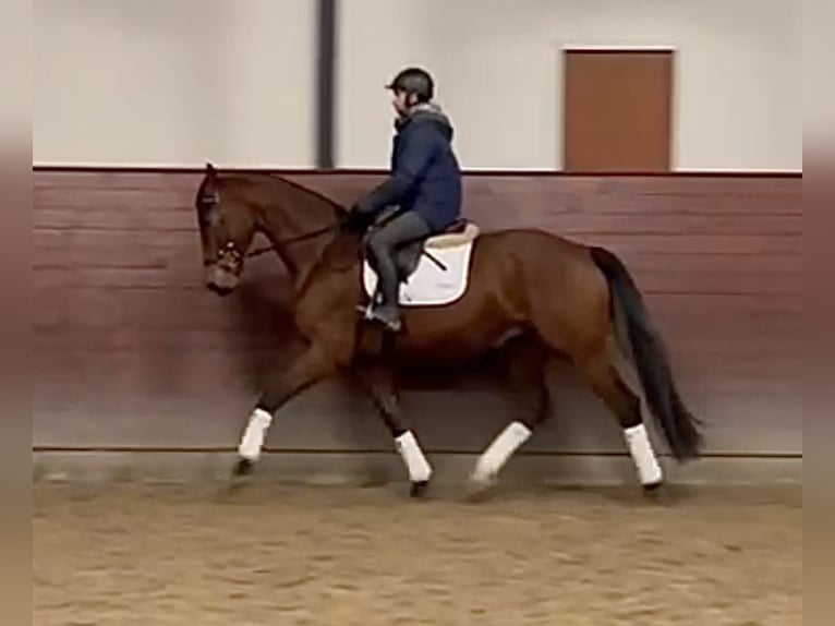 Duński koń gorącokrwisty Wałach 6 lat 175 cm Gniada in Middelfart