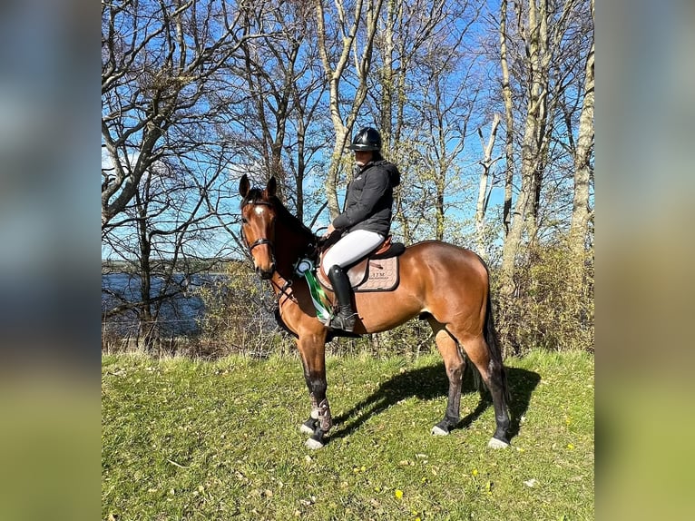 Duński koń gorącokrwisty Wałach 8 lat 165 cm Gniada in Støvring
