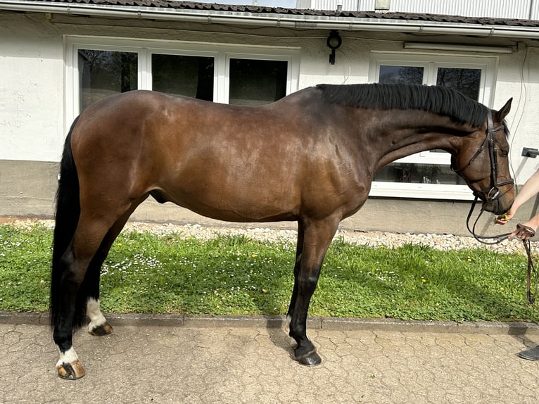 Duński koń gorącokrwisty Wałach 8 lat 170 cm Gniada in Bad Kreuznach