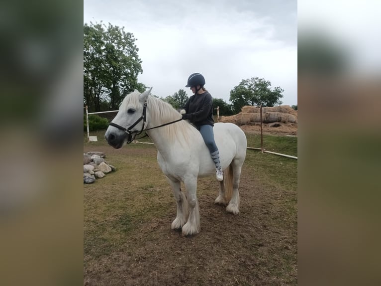 Duo sucht Pferdeduo (Reitbeteiligung)