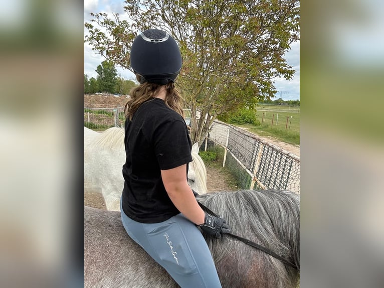 Duo sucht Pferdeduo (Reitbeteiligung)