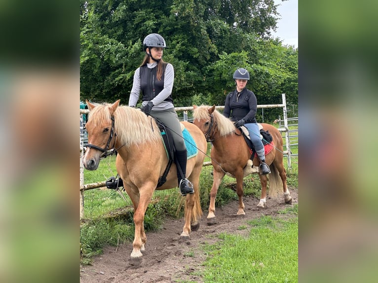 Duo sucht Pferdeduo (Reitbeteiligung)