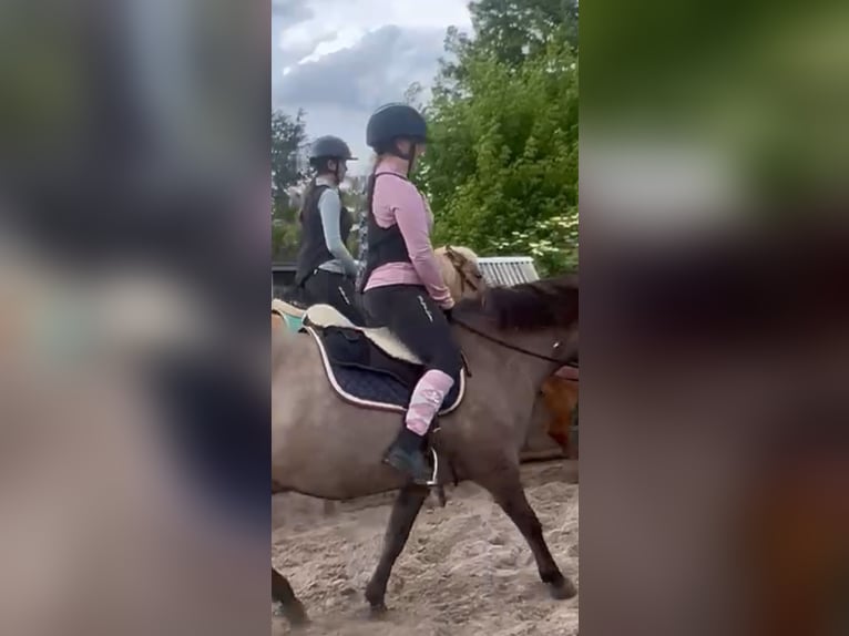 Duo sucht Pferdeduo (Reitbeteiligung)