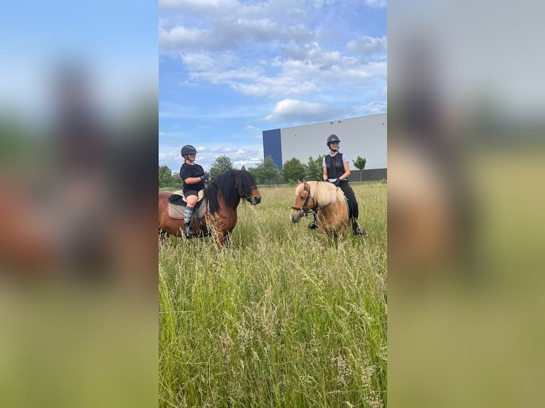 Duo sucht Pferdeduo (Reitbeteiligung)